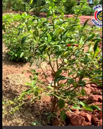 แหล่งเรียนรู้ โคก หนอง นา โมเดล