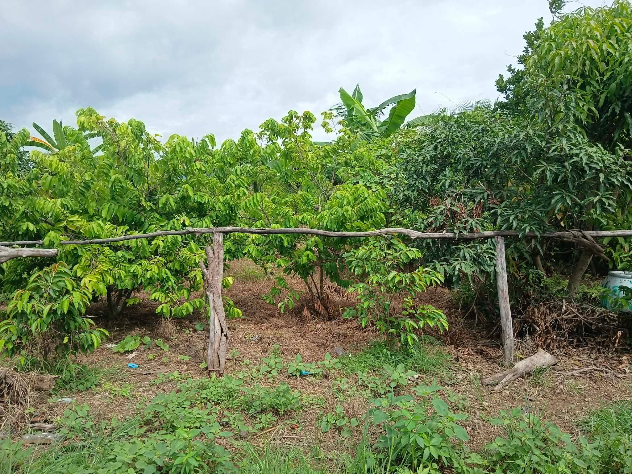 ศูนย์การเรียนรู้โคก หนองนา โมเดล